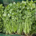 hạt giống rau mùi ta