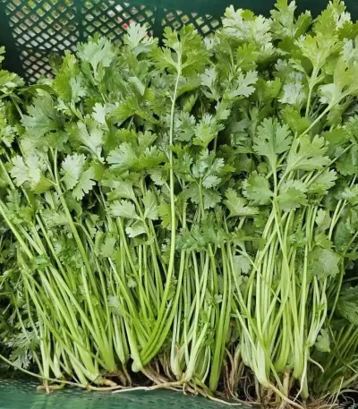 hạt giống rau mùi ta
