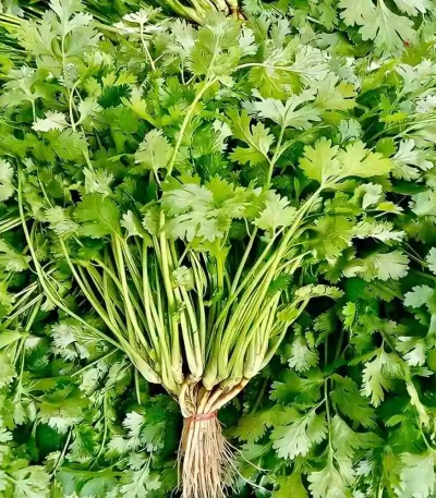 hạt giống mùi ta
