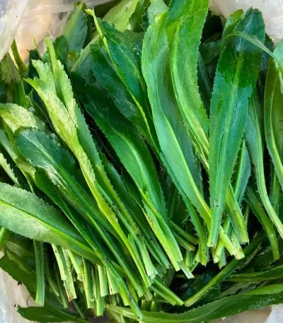 hạt giống rau mùi tàu