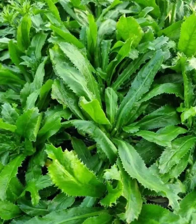 hạt giống mùi tàu răng cưa