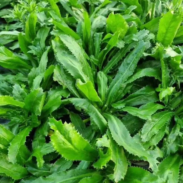hạt giống mùi tàu răng cưa