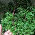 Hạt giống rau mùi tía - Ảnh 2