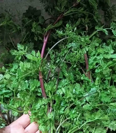 hạt giống rau mùi,hạt giống rau mùi tía,hạt giống rau ngò rí