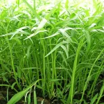 hạt giống rau muống lá tre