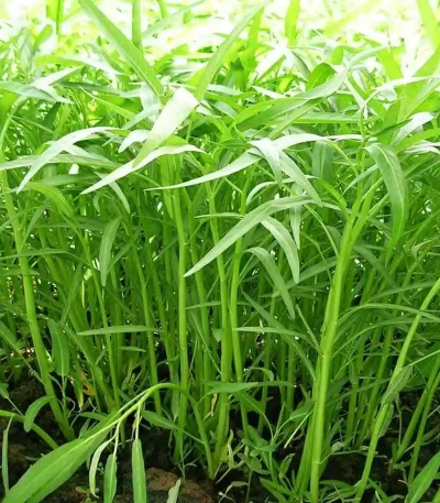 hạt giống rau muống lá tre