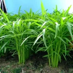 hạt giống rau muống