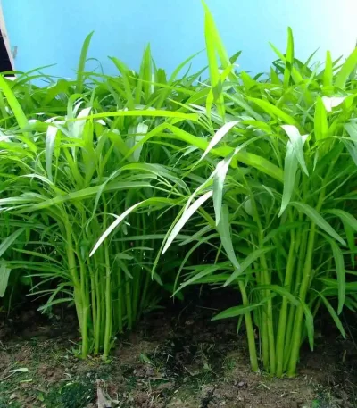 hạt giống rau muống