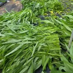 hạt giống rau muống