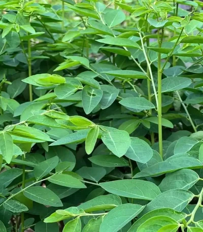 hạt giống rau ngót