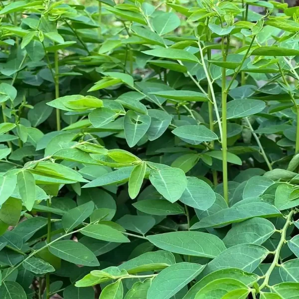hạt giống rau ngót