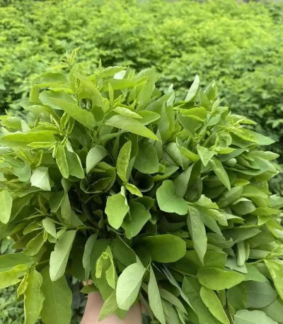 hạt giống bồ ngót
