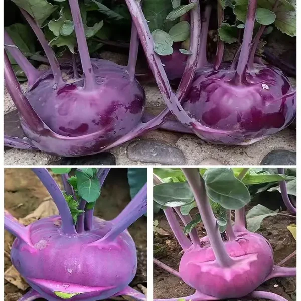 hạt giống su hào tím