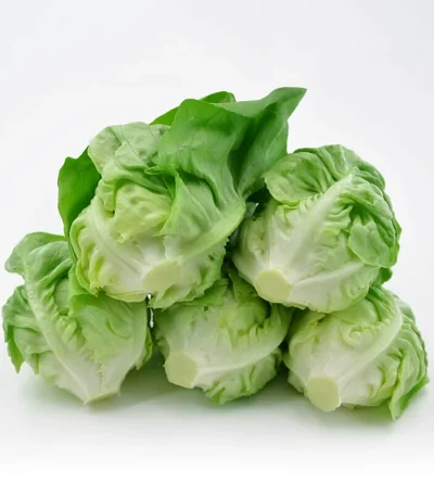 hạt giống xà lách búp