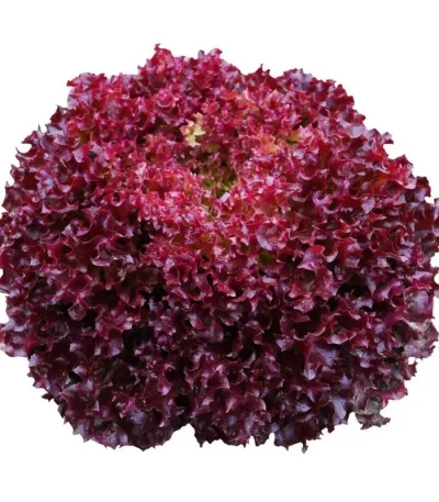 hạt giống xà lách xoăn tím