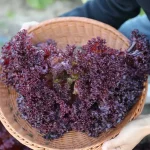 Hạt giống rau xà lách xoăn tím - Ảnh 3