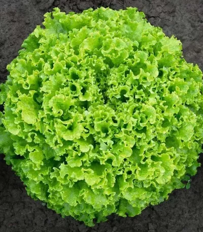 hạt giống xà lách xoăn xanh