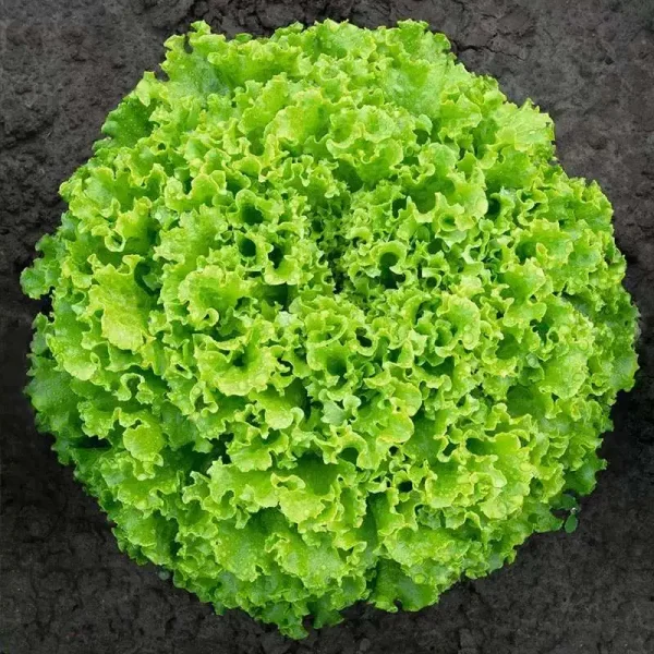 hạt giống xà lách xoăn xanh