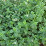Hạt giống bạc hà Spearmint - Ảnh 2