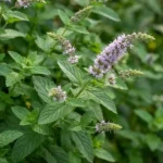 Hạt giống bạc hà Spearmint