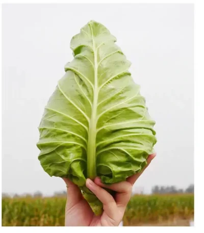 hạt giống bắp cải trái tim