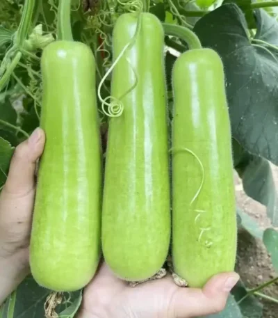 hạt giống bầu lai