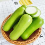 hạt giống bầu lai f1