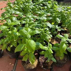hạt giống basil