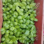 hạt giống basil