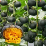 Hạt giống bí hạt dẻ