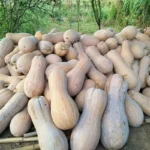 Hạt giống bí hồ lô