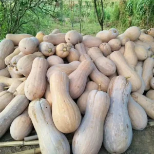 Hạt giống bí hồ lô