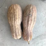 Hạt giống bí hồ lô