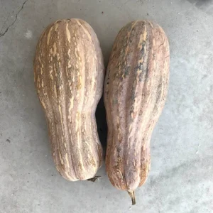 Hạt giống bí hồ lô