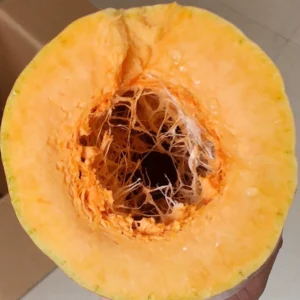 Hạt giống bí hồ lô