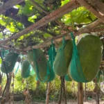 Hạt giống bí đao khổng lồ