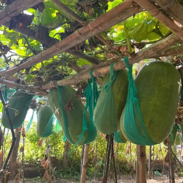 Hạt giống bí đao khổng lồ