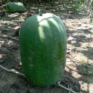Hạt giống bí đao khổng lồ