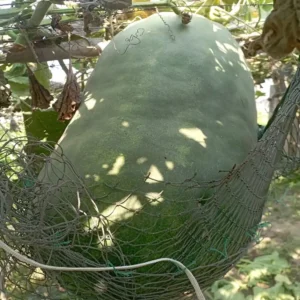 Hạt giống bí đao khổng lồ