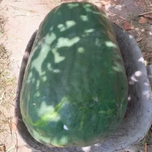 Hạt giống bí đao khổng lồ