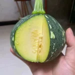 hạt giống bí bao tử