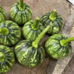 hạt giống bí đỏ bao tử