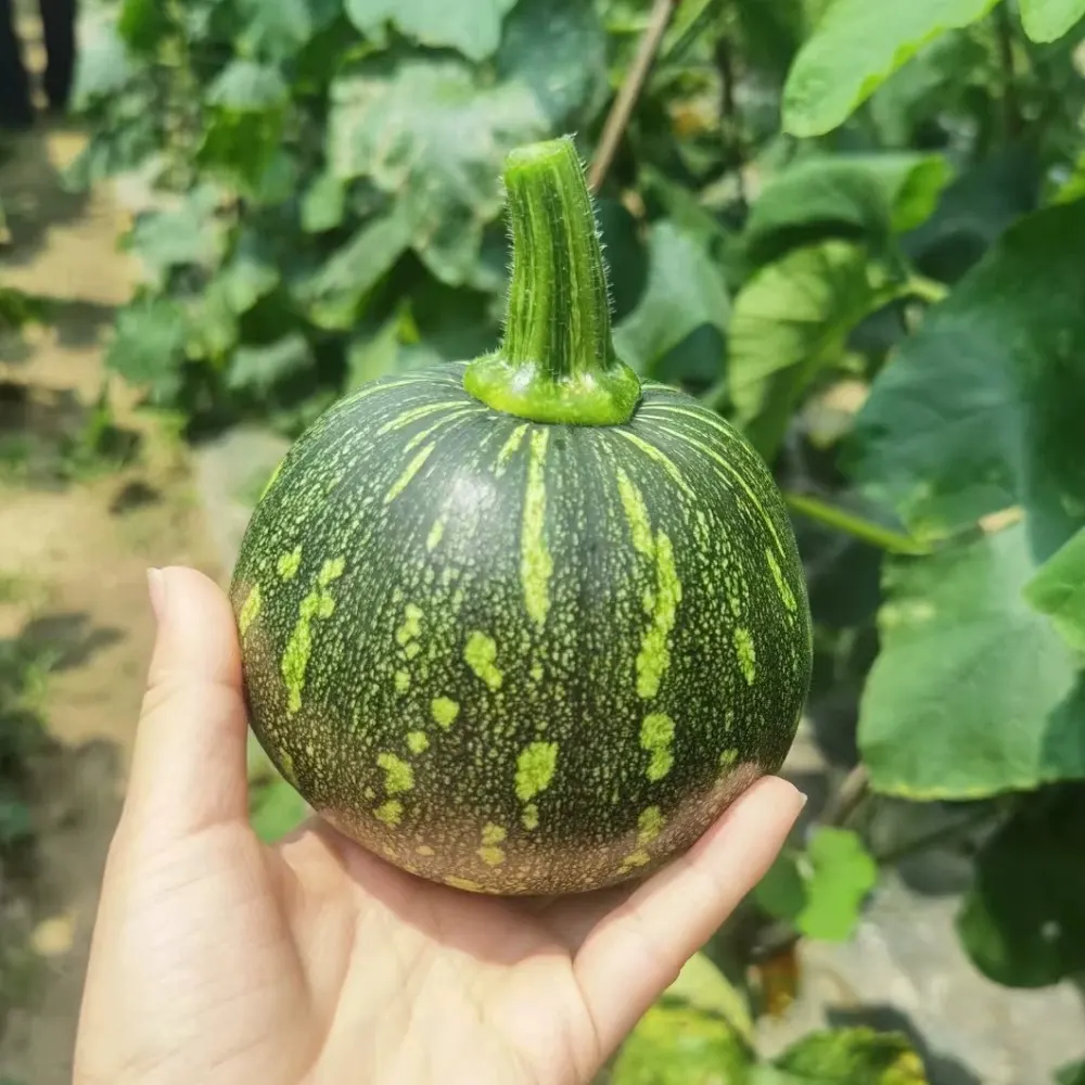 hat-giong-bi-ngo-bao-tu5 hạt giống bí bao tử