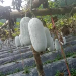 Hạt giống bí phấn thơm - Ảnh 2