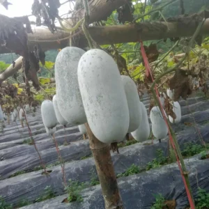 hạt giống bí phấn thơm