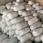 hạt giống bí phấn thơm