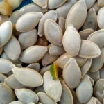Hạt giống bí ngô siêu hạt - Ảnh 2