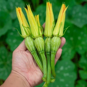 hạt giống bí nụ