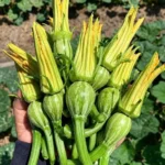hạt giống bí siêu nụ