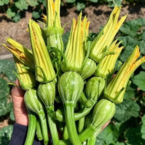 hạt giống bí siêu nụ